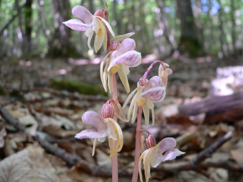 Epipogium aphyllum